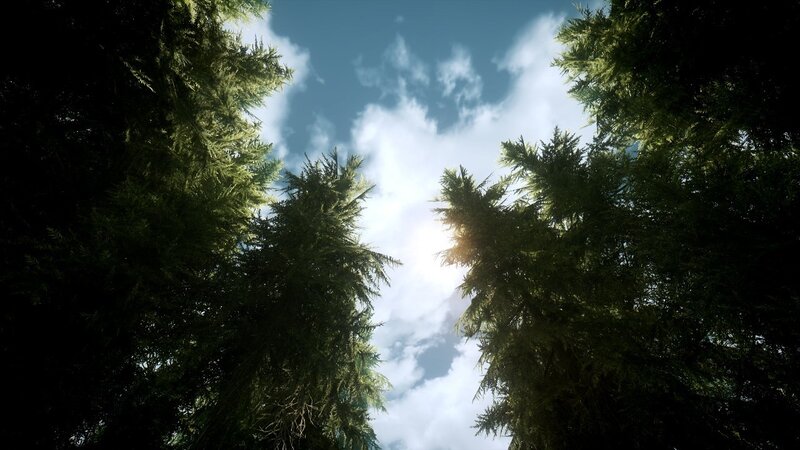 Tall Evergreen Trees — Green, Serene, Afternoon, 3d Render