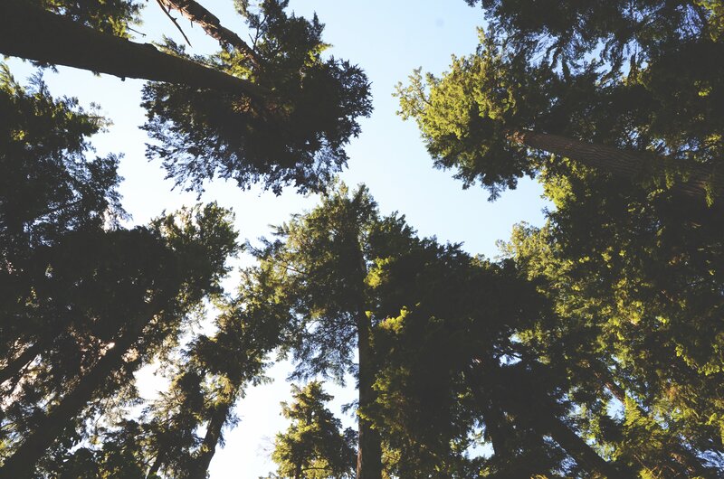 Tall Evergreen Trees — Green, Serene, Afternoon, Photograph, Sky, Sunlight