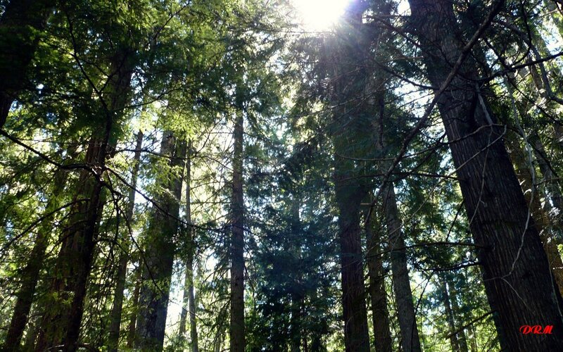 Tall Evergreen Trees — Green, Serene, Afternoon, Photograph, Sunlight