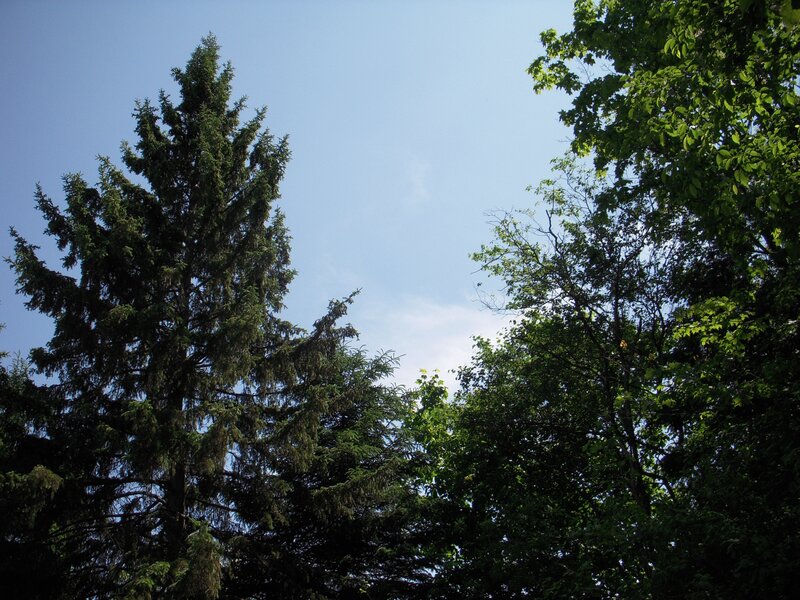 Tall Evergreen Trees — Green, Serene, Afternoon