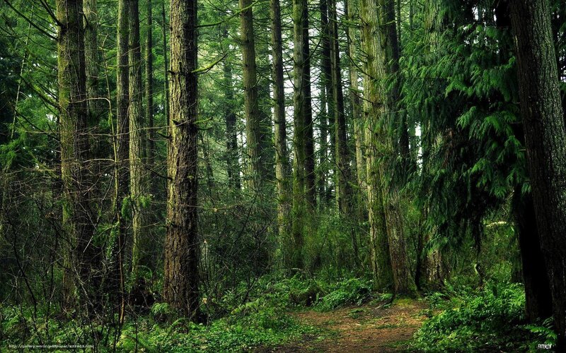 Tall Evergreen Trees — Green, Serene, Morning