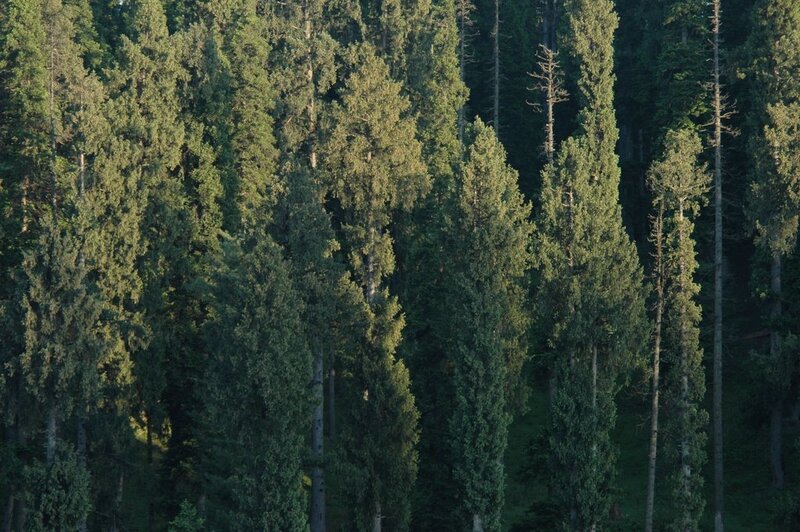 Tall Evergreen Trees — Green, Serene