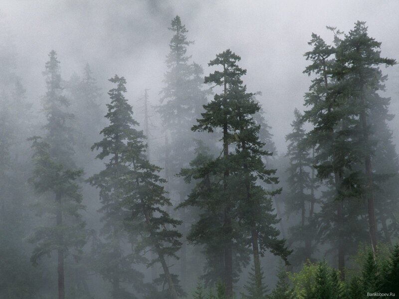 Tall Evergreen Trees — Green