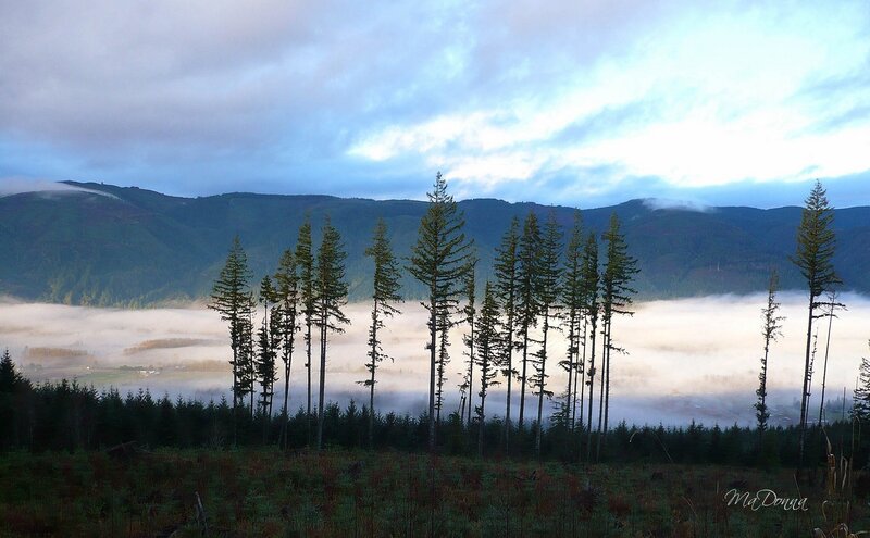 Tall Evergreen Trees