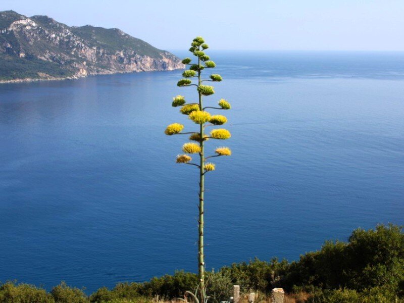 Tall Flowering Plant