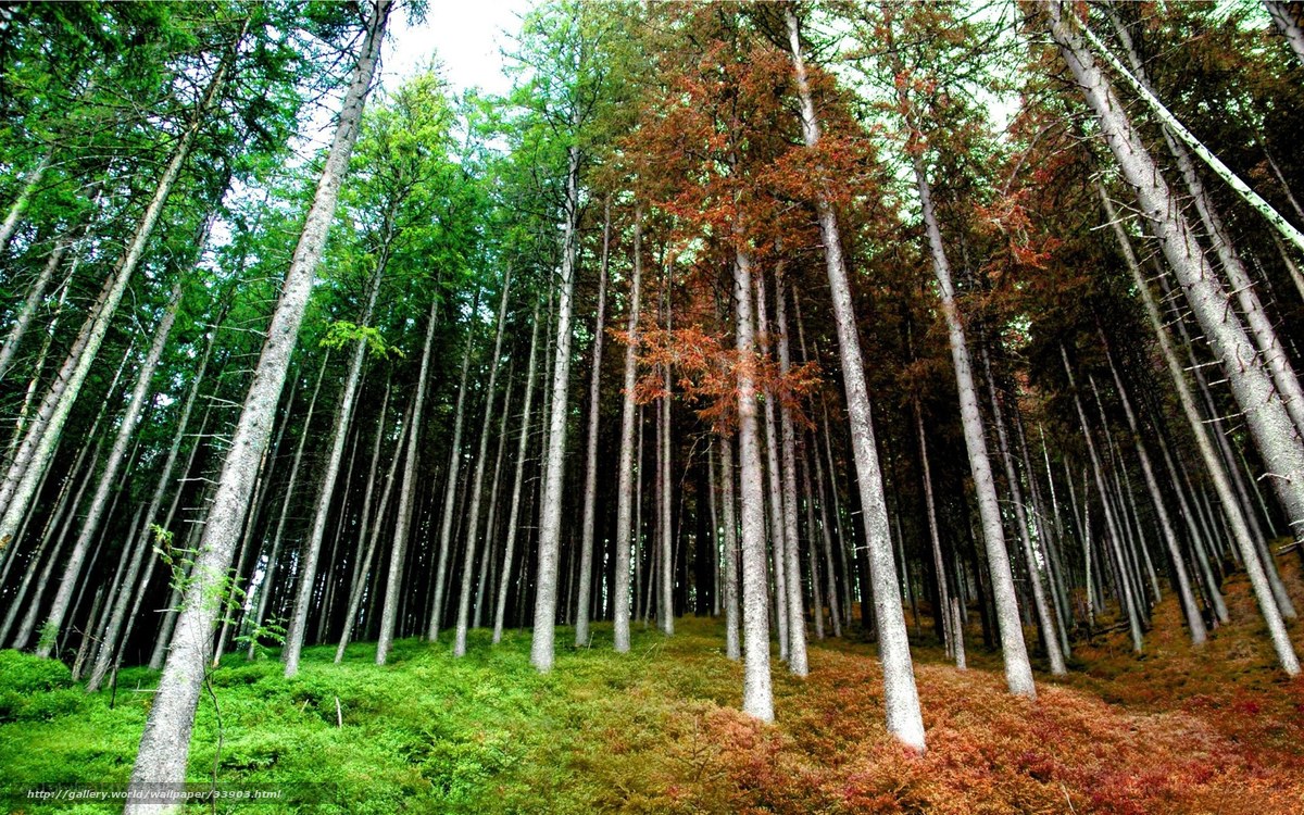 Tall forest trees in autumn