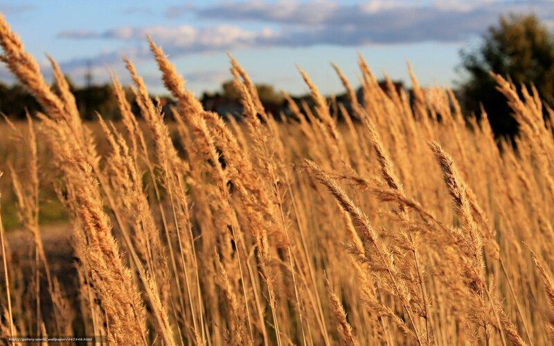 Tall Golden Grass