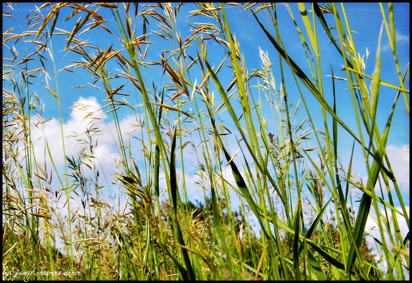 tall grass against blue sky