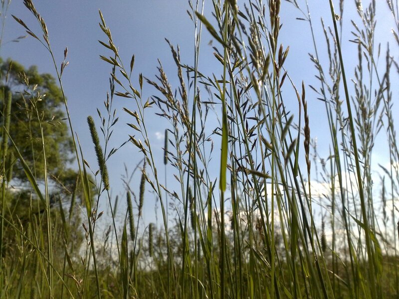 tall grass against blue sky