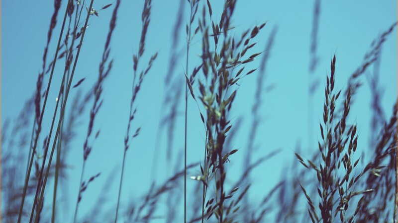 Tall Grass Against Blue Sky — Serene