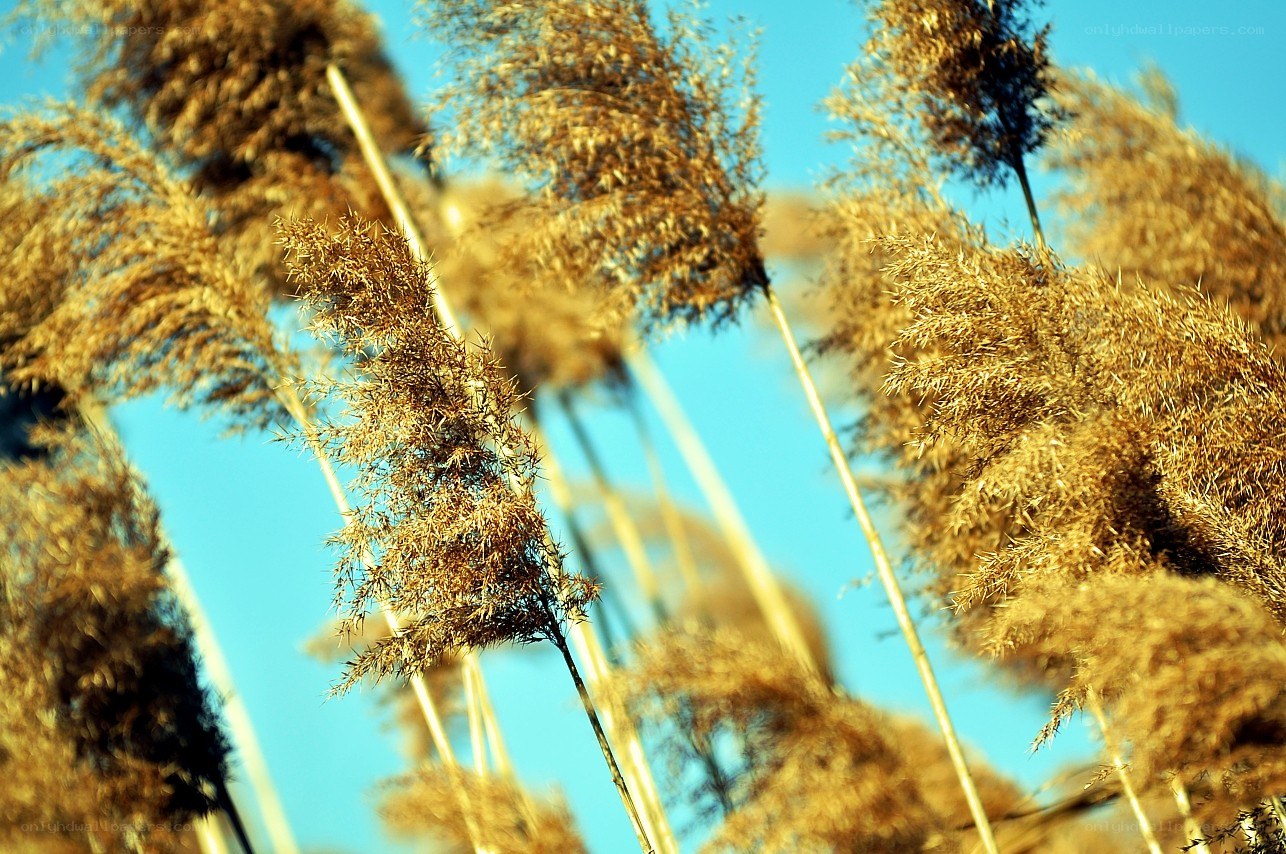 tall grass against blue sky