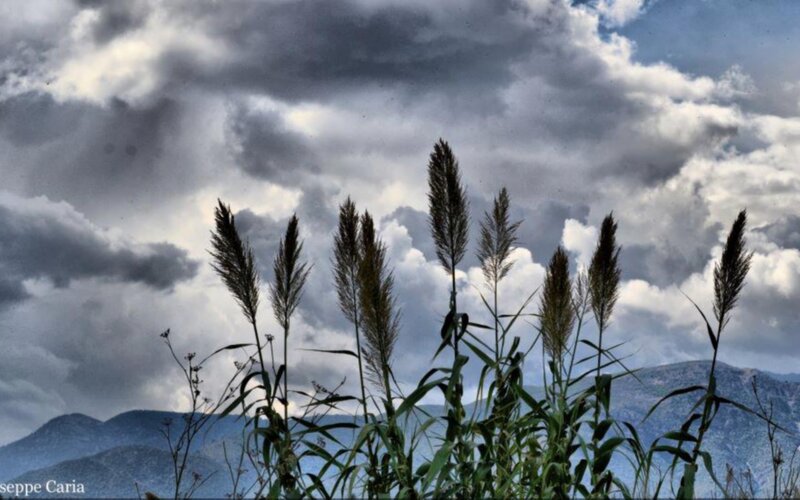 Tall Grass Against Mountains