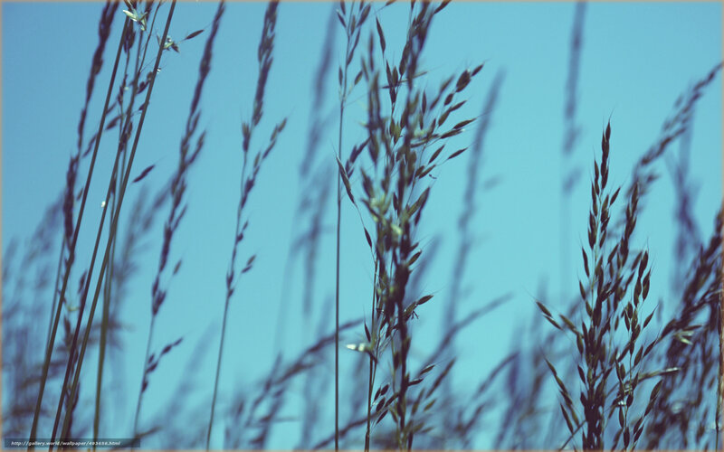Tall Grass Against Sky — Blue, Serene, Afternoon