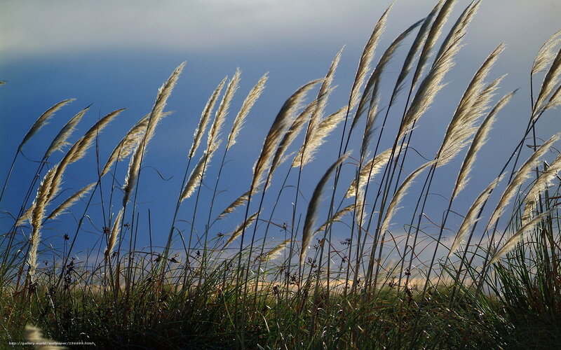 Tall Grass Against Sky — Blue, Serene