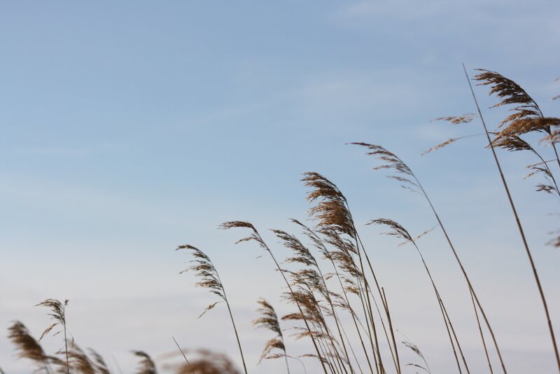 Tall Grass Against Sky — Blue