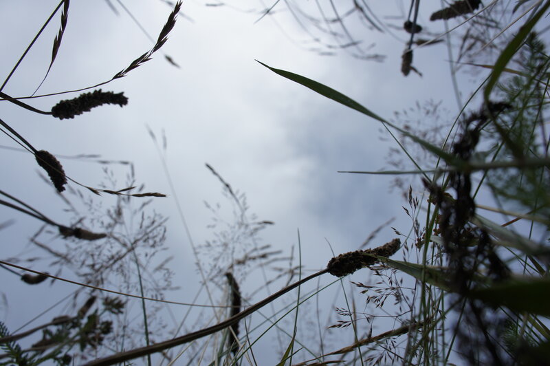 Tall Grass Against Sky — Gray