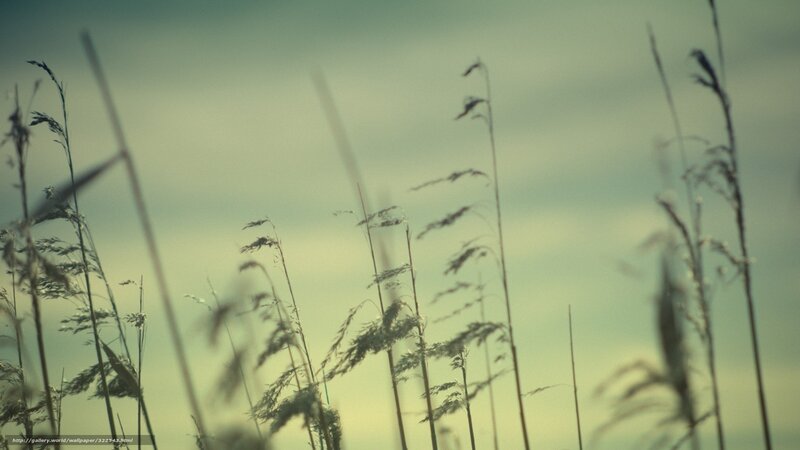 Tall Grass Against Sky — Green, Calm