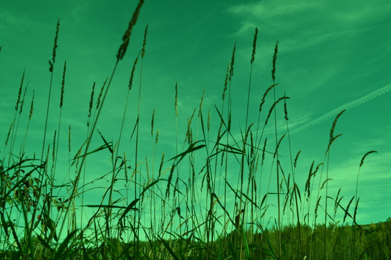 Tall Grass Against Sky — Green