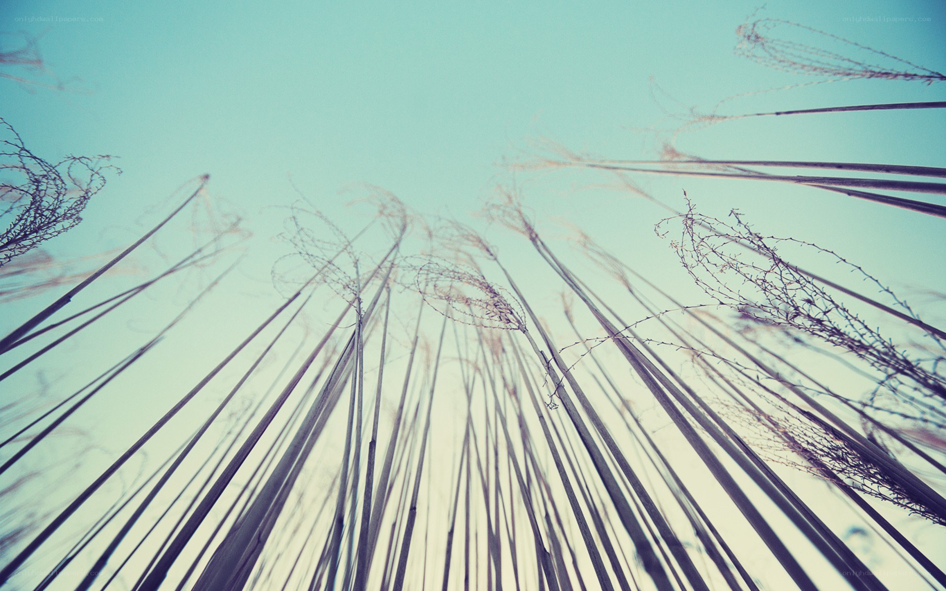 tall grass against sky