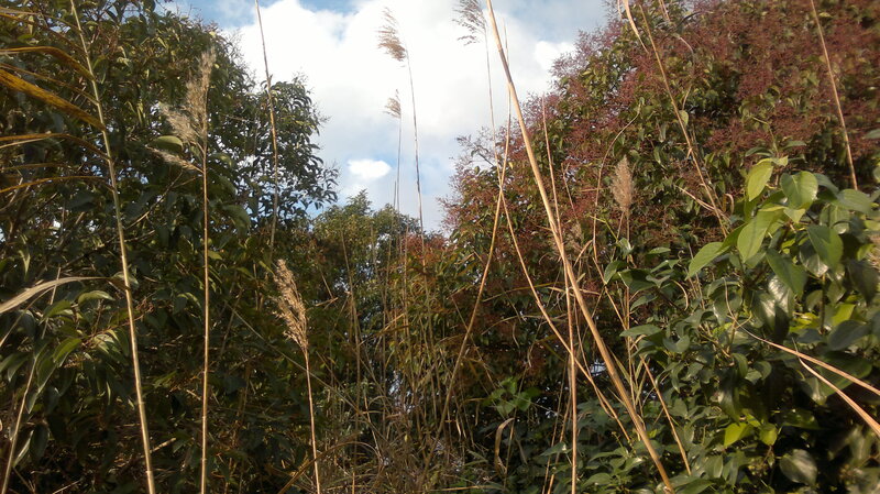 Tall Grass and Trees
