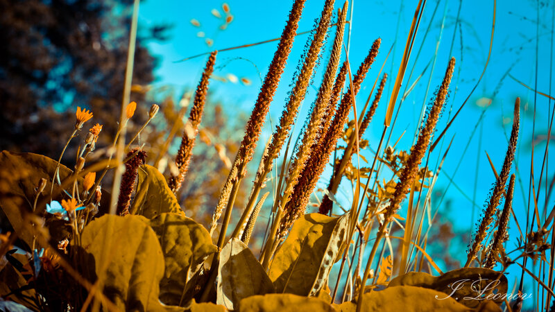 Tall Grass and Wildflowers