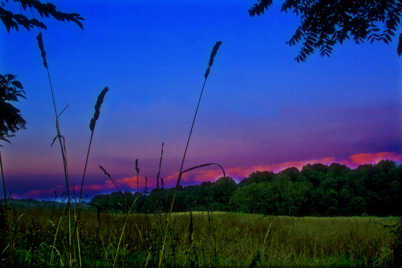 Tall Grass at Dusk — Blue
