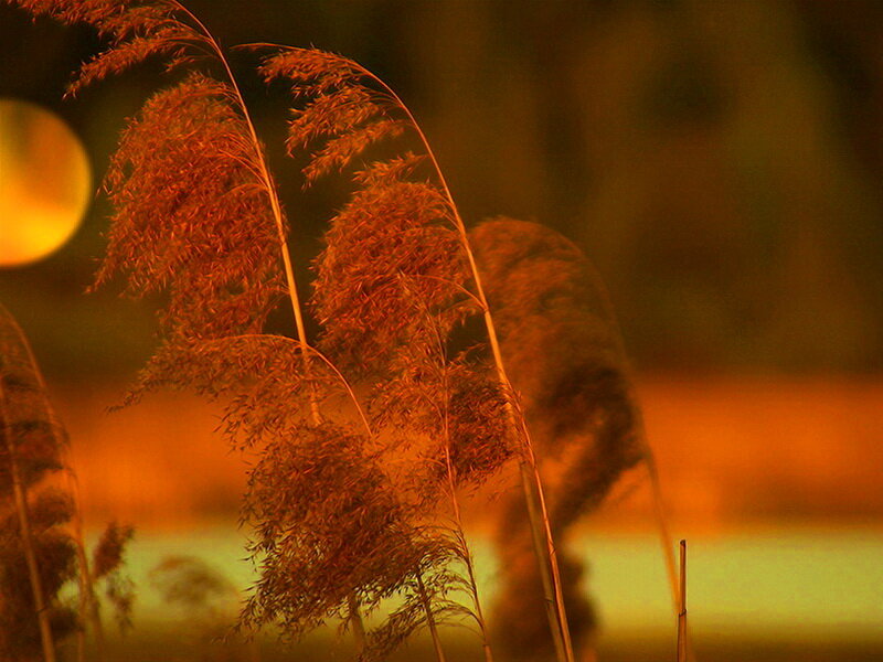 Tall Grass at Dusk