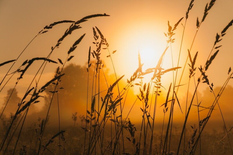 Tall Grass at Sunrise — Orange, Serene