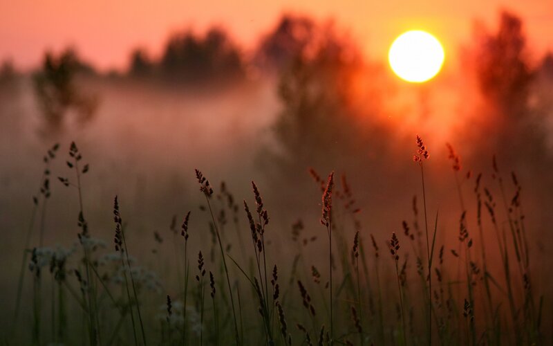 Tall Grass at Sunrise — Orange