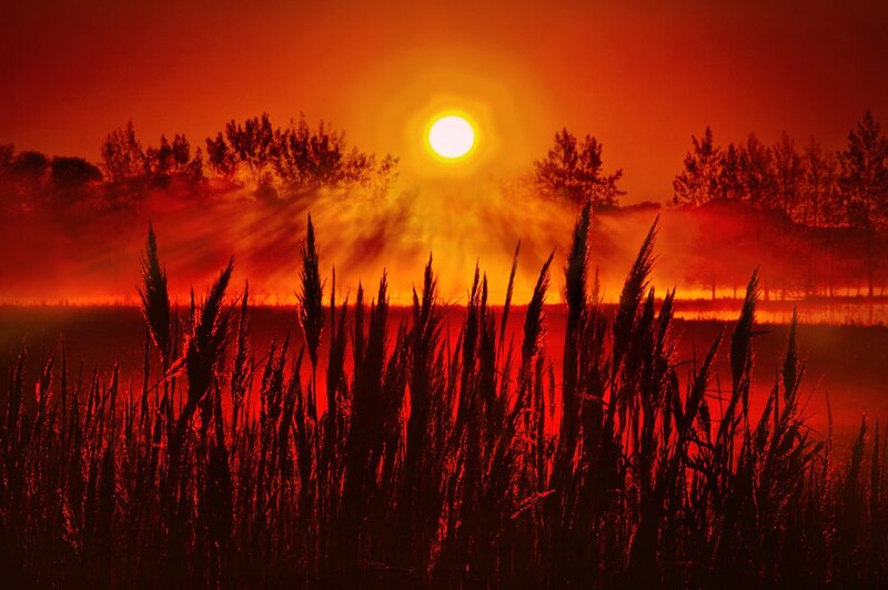 Tall Grass at Sunrise — Red
