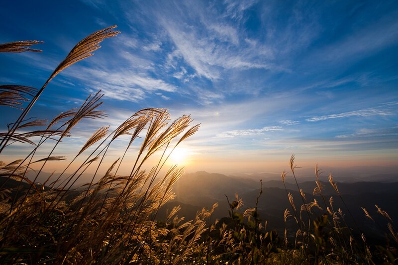 Tall Grass at Sunrise