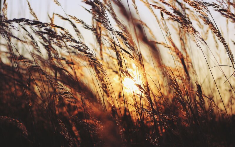 Tall Grass at Sunset — Black