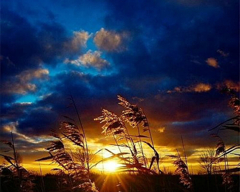 Tall Grass at Sunset — Blue, Dramatic, Photograph
