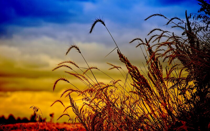 Tall Grass at Sunset — Blue, Dramatic