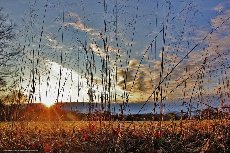 Tall Grass at Sunset — Blue, Serene, Photograph, Sun