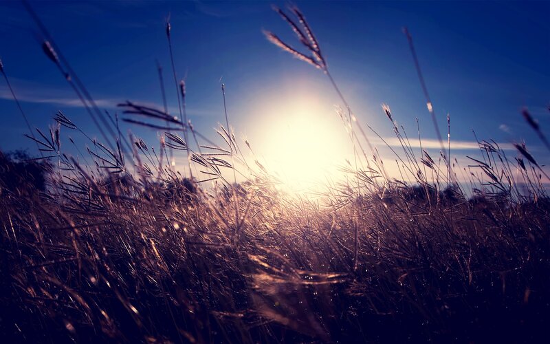 Tall Grass at Sunset — Blue, Serene, Photograph