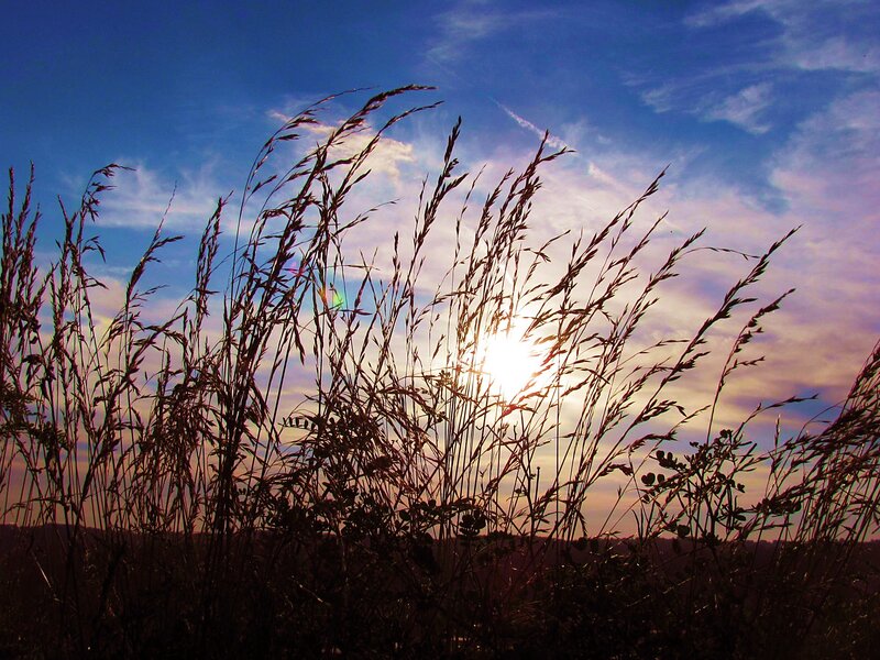 Tall Grass at Sunset — Blue, Serene