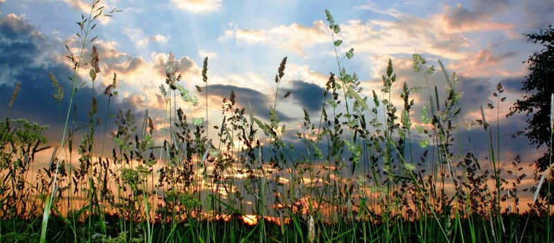 Tall Grass at Sunset — Blue