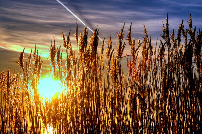 Tall Grass at Sunset — Gold, Dramatic, Photograph, Sun