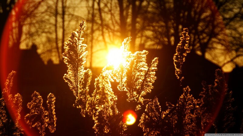 Tall Grass at Sunset — Gold, Dramatic