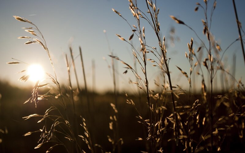 Tall Grass at Sunset — Gold, Serene, Photograph, Sun, Sky, Field, Blue, Brown