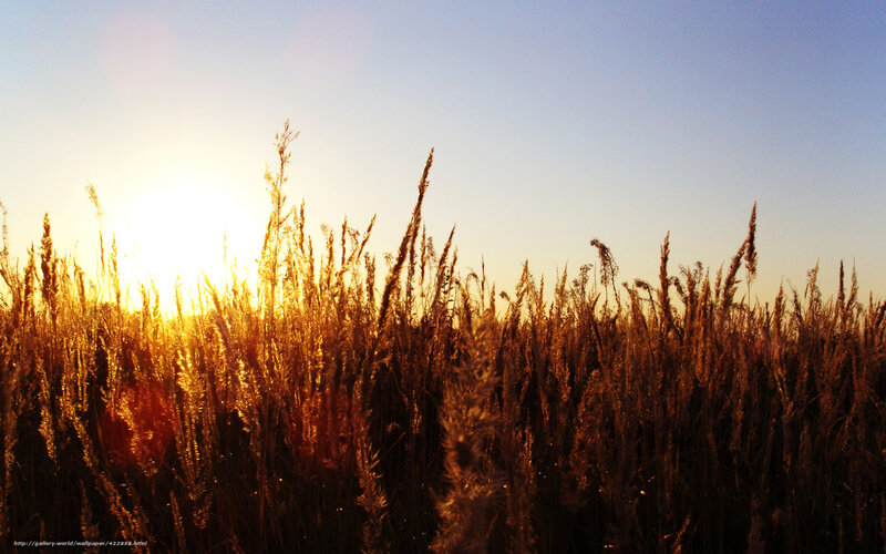 Tall Grass at Sunset — Gold, Serene, Photograph, Sun, Sky, Field, Blue