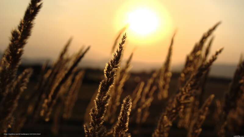 Tall Grass at Sunset — Gold, Serene, Photograph, Sun, Sky, Field