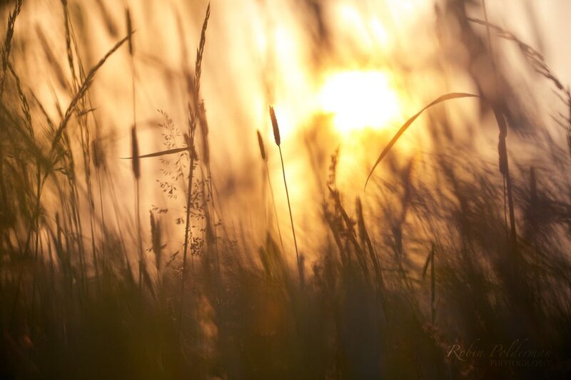 Tall Grass at Sunset — Gold, Serene, Photograph, Sun
