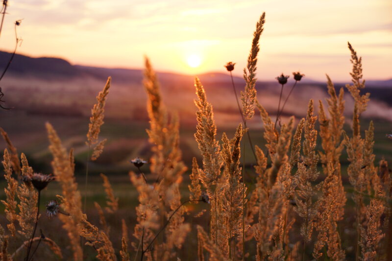 Tall Grass at Sunset — Gold, Serene, Photograph