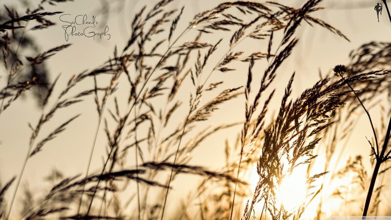 Tall Grass at Sunset — Gold, Serene