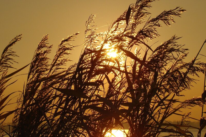 Tall Grass at Sunset — Gold