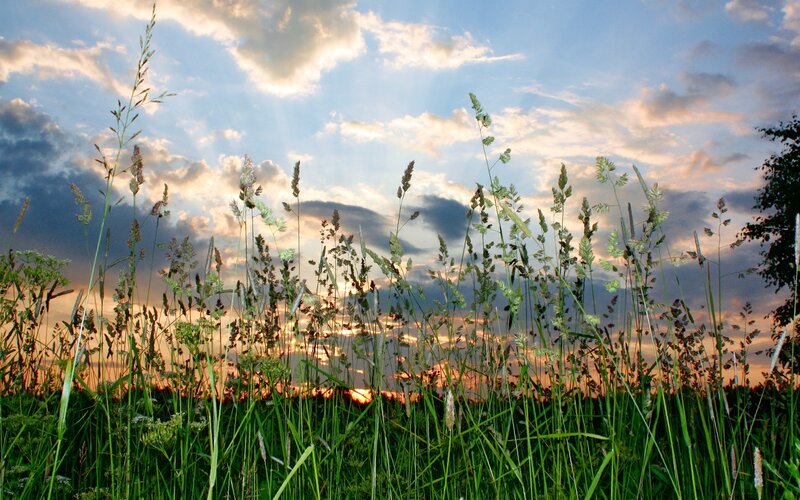 Tall Grass at Sunset — Green, Serene