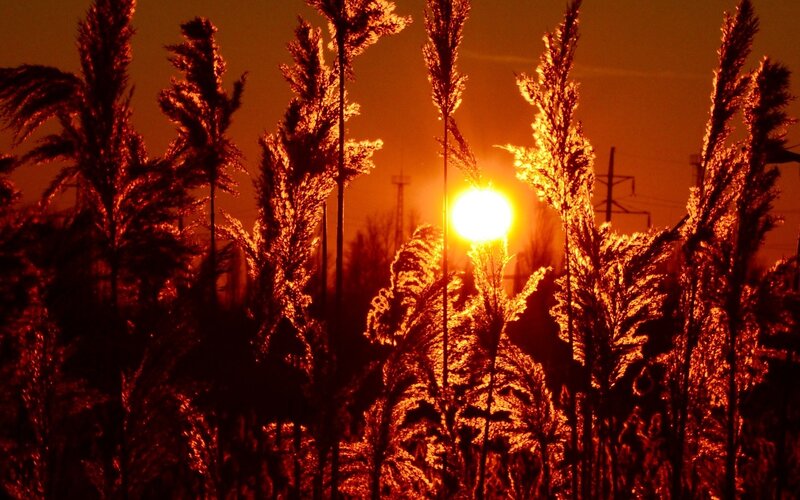 Tall Grass at Sunset — Orange, Dramatic, Photograph, Sun, Power Lines, Sky