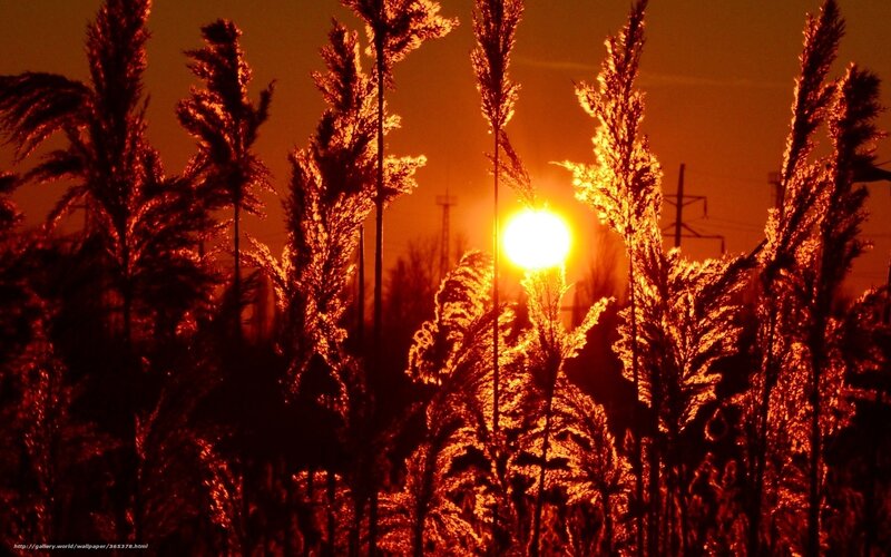 Tall Grass at Sunset — Orange, Dramatic, Photograph, Sun, Power Lines